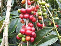0808kopi_beans.jpg