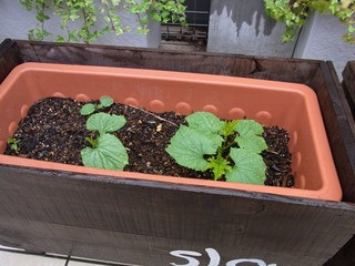 RIMG0011.JPG
